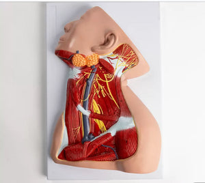 Modelo anatomico Neurovascular de cuello vena yugular