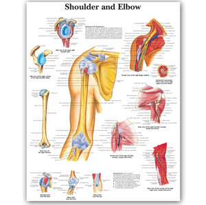 Póster anatomía Humana para consultorios PII