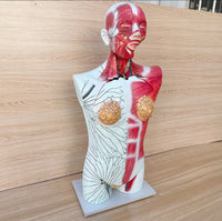 Torso anatomico del sistema linfatico de todo el cuerpo ganglios linfáticos
