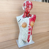 Torso anatomico del sistema linfatico de todo el cuerpo ganglios linfáticos