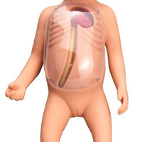 Simulador Neonatal De Intubacion Venosa Central bebé pediatría