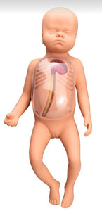 Simulador Neonatal De Intubacion Venosa Central bebé pediatría