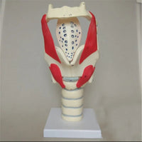 Modelo anatomico de laringe
