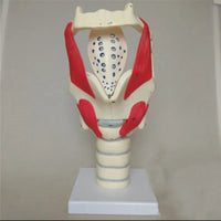 Modelo anatomico de laringe