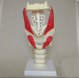 Modelo anatomico de laringe