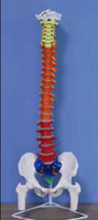 Columna vertebral 85 CM Color
