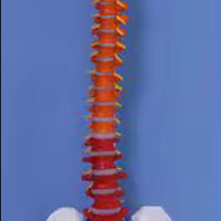 Columna vertebral 85 CM Color