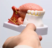 Modelo anatomico de lengua desmontable con musculo dental
