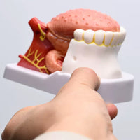 Modelo anatomico de lengua desmontable con musculo dental