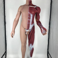 Modelo muscular torso con organos internos tamaño real (180cm)