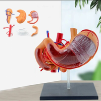 Modelo anatomico  estómago y páncreas humano 4D desmontable