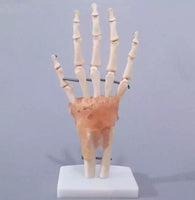 Modelo anatomico de mano con ligamentos (muneca)
