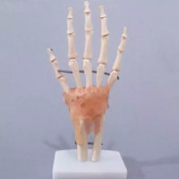 Modelo anatomico de mano con ligamentos (muneca)