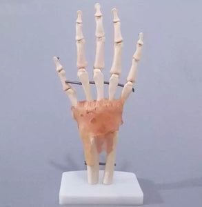 Modelo anatomico de mano con ligamentos (muneca)