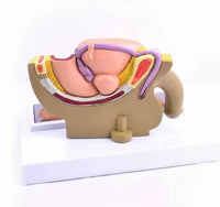 Modelo patológico de Prostata masculino
