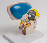 Modelo de Talamo cerebral neurología
