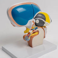 Modelo de Talamo cerebral neurología