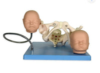 Modelo pelvis con craneo fetal
