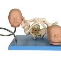 Modelo pelvis con craneo fetal