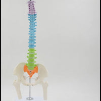 Modelo Anatómico De Columna Vertebral flexible colgante Con Pelvis - 45cms