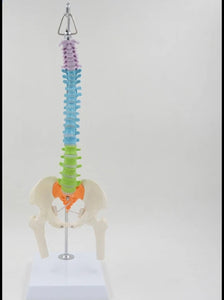 Modelo Anatómico De Columna Vertebral flexible colgante Con Pelvis - 45cms