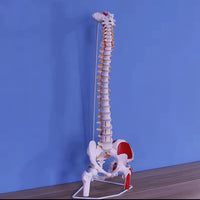 Modelo anatomico de columna vertebral con femur y nervio 85cm