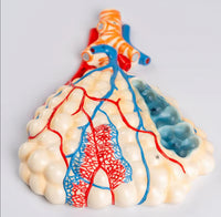 Sistema Respiratorio Pulmones con Aveolos
