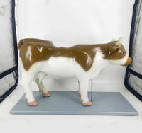 Modelo de Vaca para MVZ Desmontable
