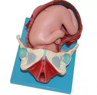 Modelo Anatomico de nacimiento parto posiciones fetal - alta simulacion
