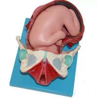 Modelo Anatomico de nacimiento parto posiciones fetal - alta simulacion