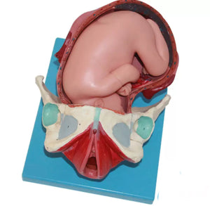 Modelo Anatomico de nacimiento parto posiciones fetal - alta simulacion