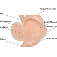 Modelo simulador laparoscopia de entrenamiento endoscopio estomago de cirugia gastroscopica