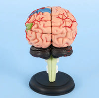 4D Modelo de cerebro
