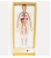 Simulador Electrónico de Sistema Circulatorio
