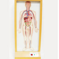 Simulador Electrónico de Sistema Circulatorio