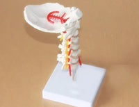 Modelo de columna Cervical con la arteria del cuello - modelos anatómicos
