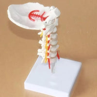 Modelo de columna Cervical con la arteria del cuello - modelos anatómicos