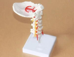 Modelo de columna Cervical con la arteria del cuello - modelos anatómicos