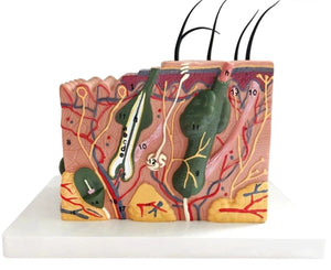 Estructura de la piel humana y el cabello