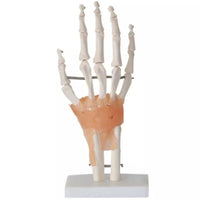 Modelo anatomico de mano con ligamentos (muneca)
