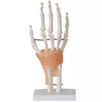 Modelo anatomico de mano con ligamentos (muneca)