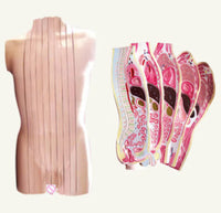 Torso humano seccionado vertical sagital desmontable
