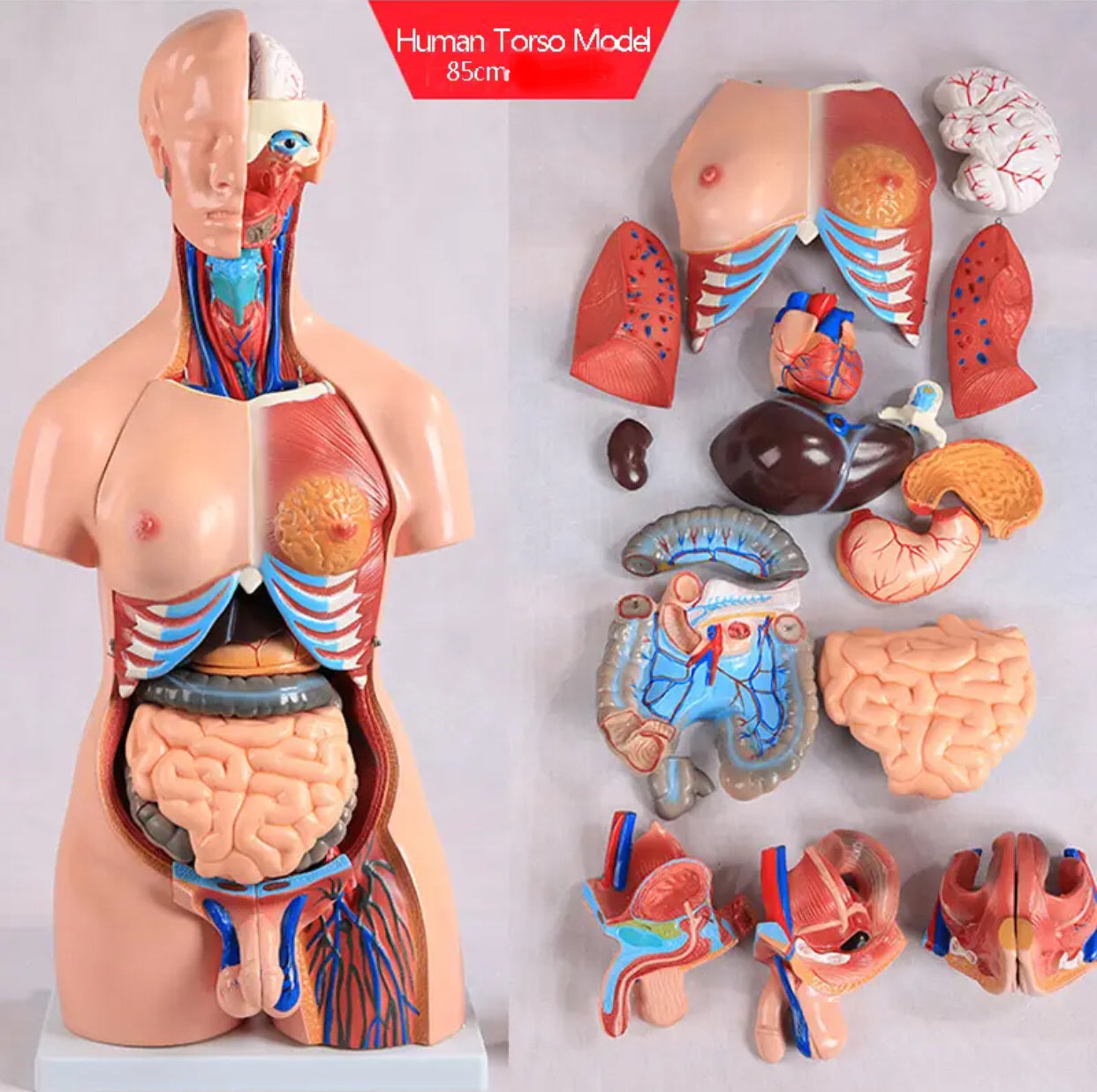  Modelo educativo de 16.5 in, Torso humano, modelo anatómico  visceral, modelo de anatomía del cuerpo humano, desmontable, 13 piezas,  modelos de torso bisexual, modelos médicos : Deportes y Actividades al Aire  Libre