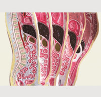 Torso humano seccionado vertical sagital desmontable
