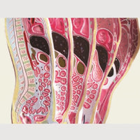 Torso humano seccionado vertical sagital desmontable