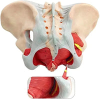 Modelo esquelético, pelvis femenina con suelo pélvico
