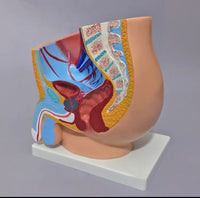 Modelo masculino sección sagital pelvis genital masculina organos sexuales masculinos
