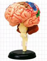 4D Modelo de cerebro
