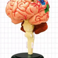 4D Modelo de cerebro