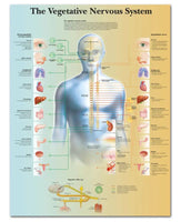 Póster anatomía Humana para consultorios PII
